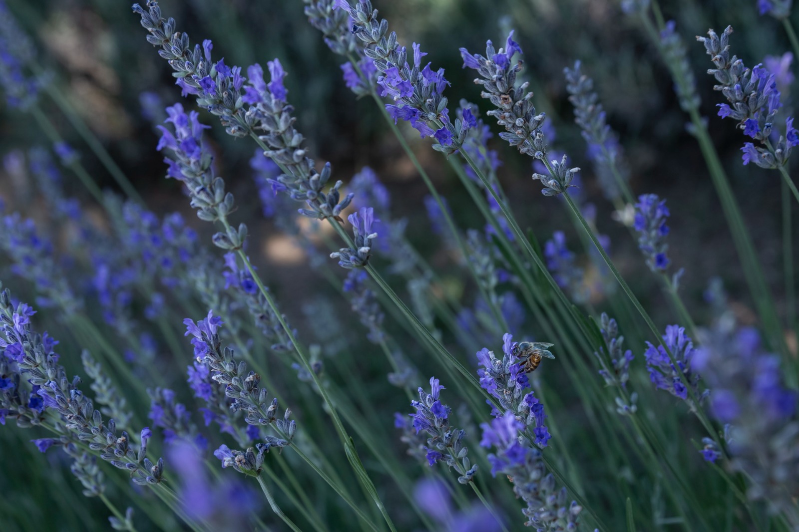 Espigas de lavanda con una abeja