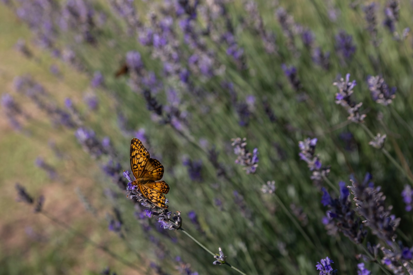 Mariposa posada sobre una espiga de lavanda en el jardín de Rincón de Hadas