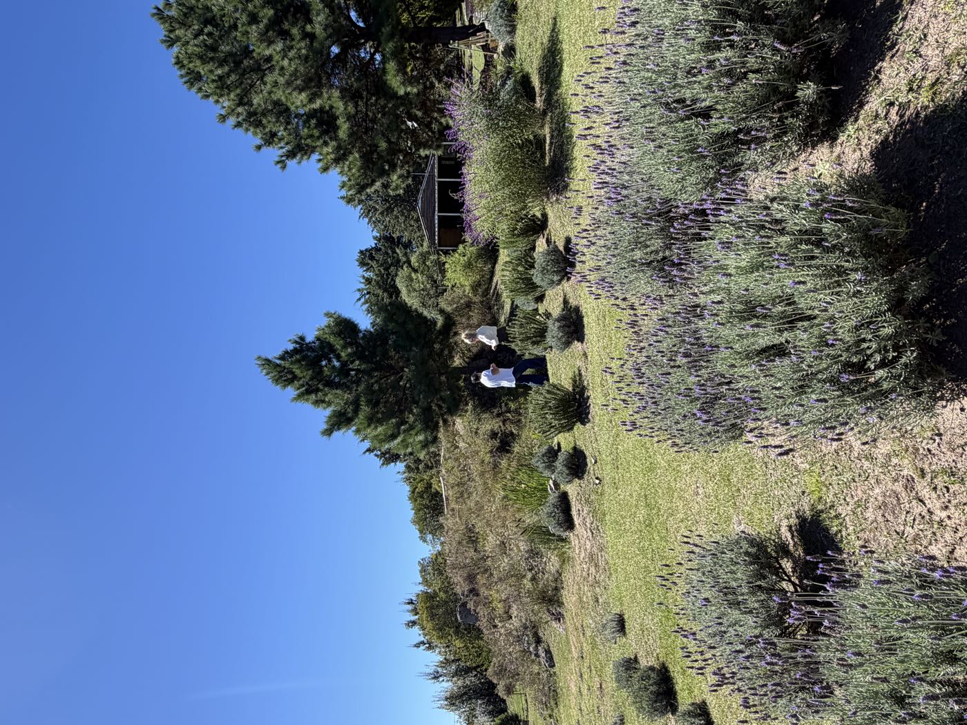 Visitantes recorriendo el jardín de lavandas en un día de sol
