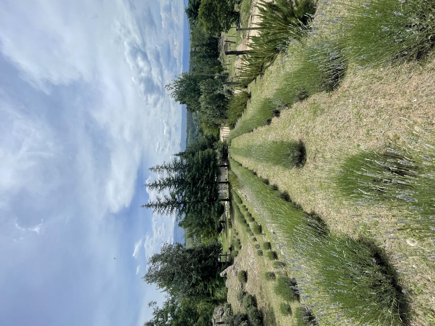 Hileras de lavanda y pinos bajo el cielo de Villa Yacanto