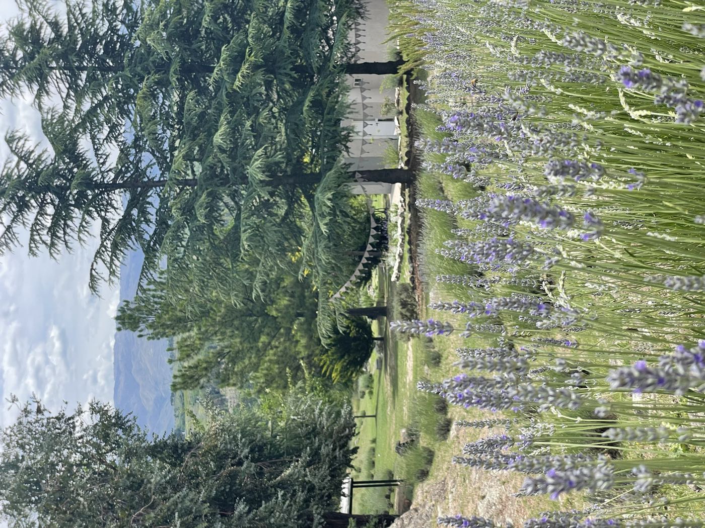 Lavandas en flor con pinos y sierras al fondo